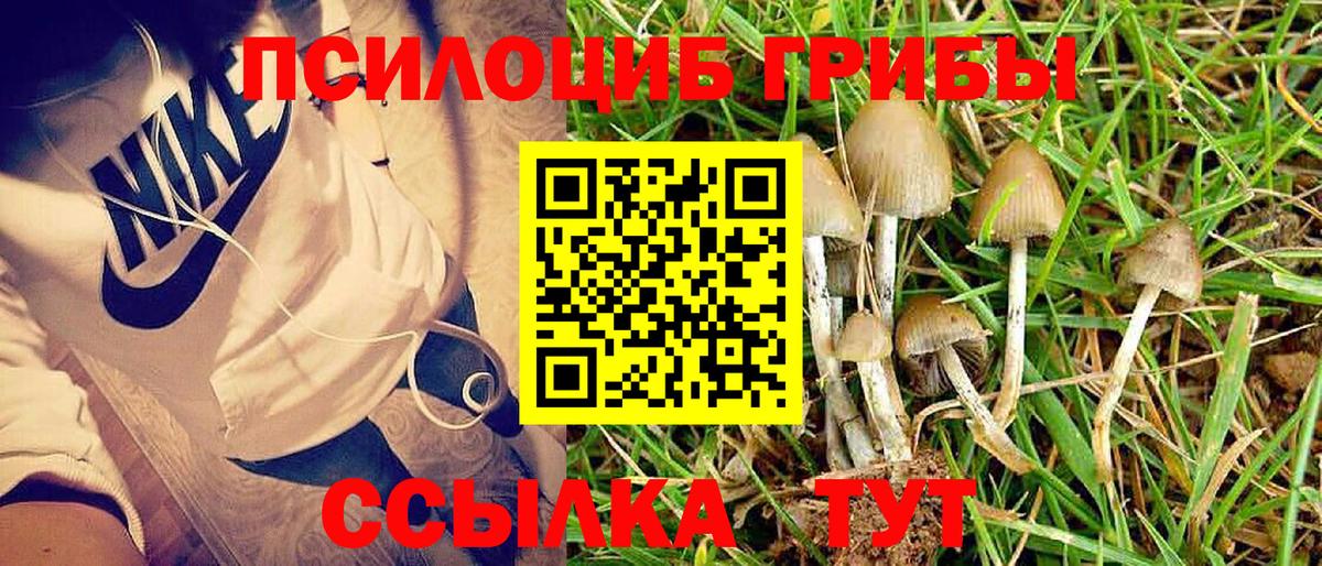 Галлюциногенные грибы Psilocybe Ессентуки